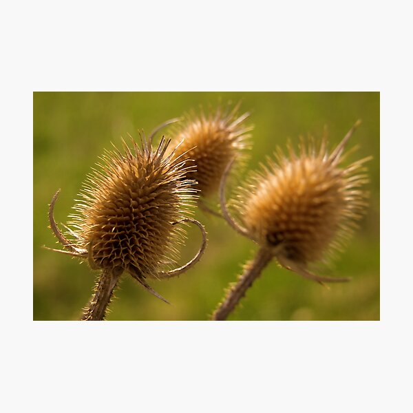 Teazle Photographic Print