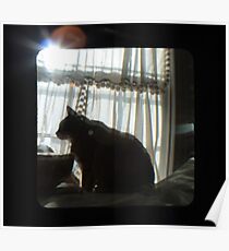 winter sun Poster