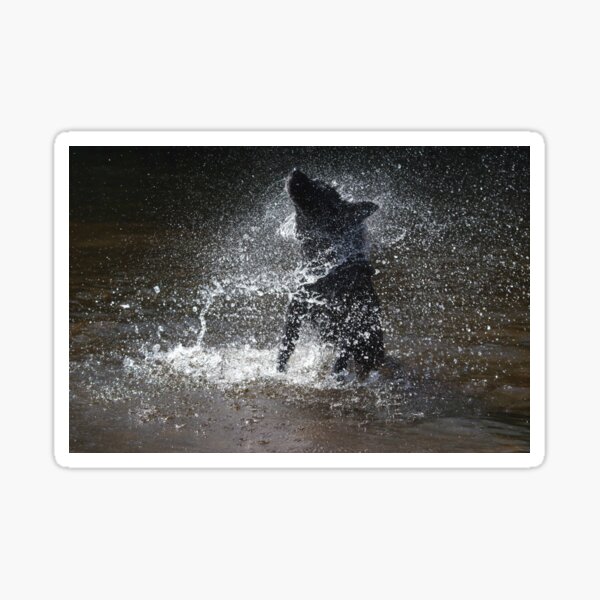 Black labrador shaking water Sticker