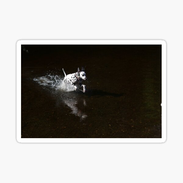 Dalmatian running in water Sticker