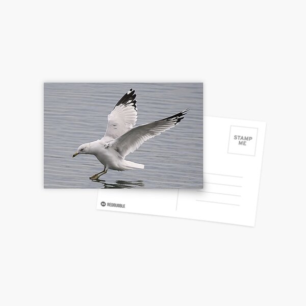 Item preview, Sea Gull Landing designed and sold by Paulette1021.