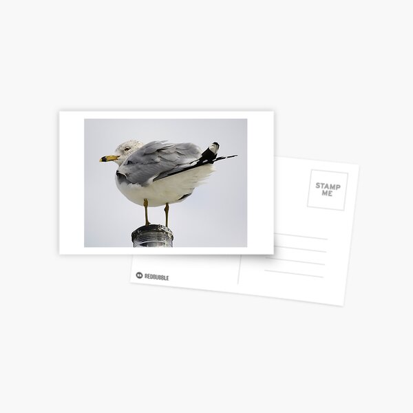 Item preview, Sea Gull by the Sea Side designed and sold by Paulette1021.