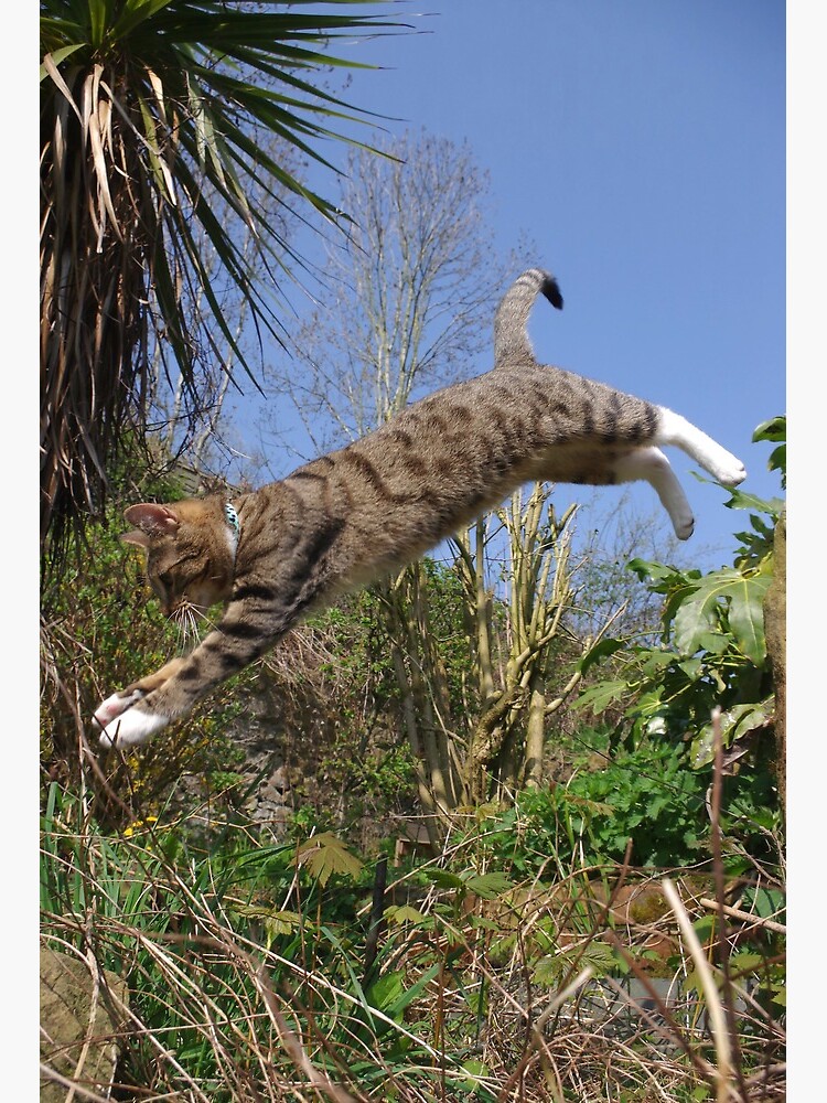 Premium Photo  A photograph of a tabby cat wearing high heels on