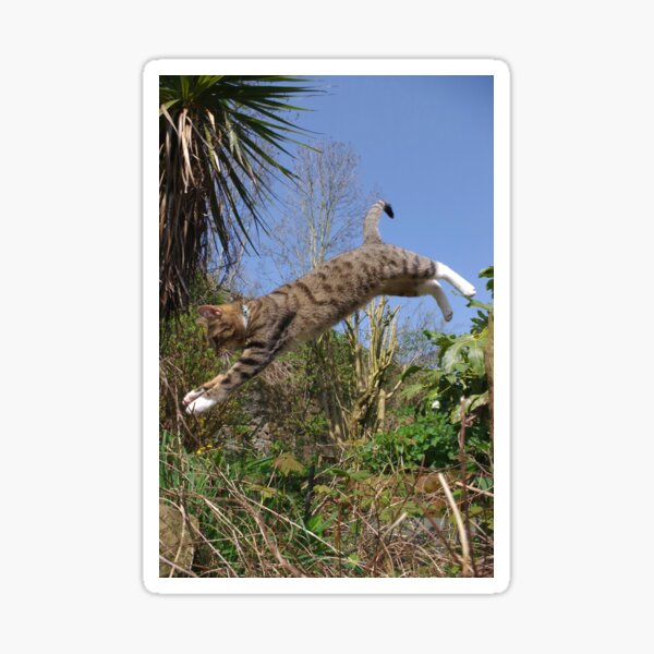 Tabby cat jumping in garden Sticker
