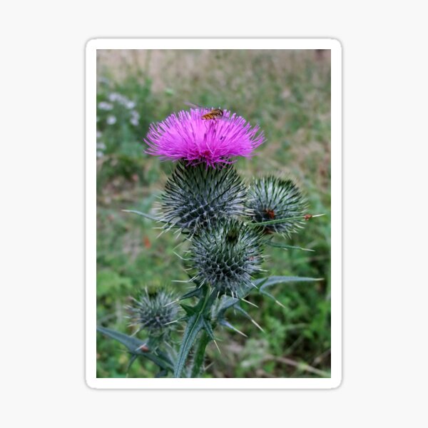Item preview, Scottish Thistle designed and sold by AnnDixon.