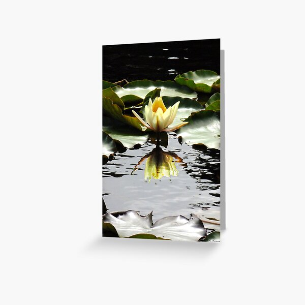Waterlily Reflections Greeting Card