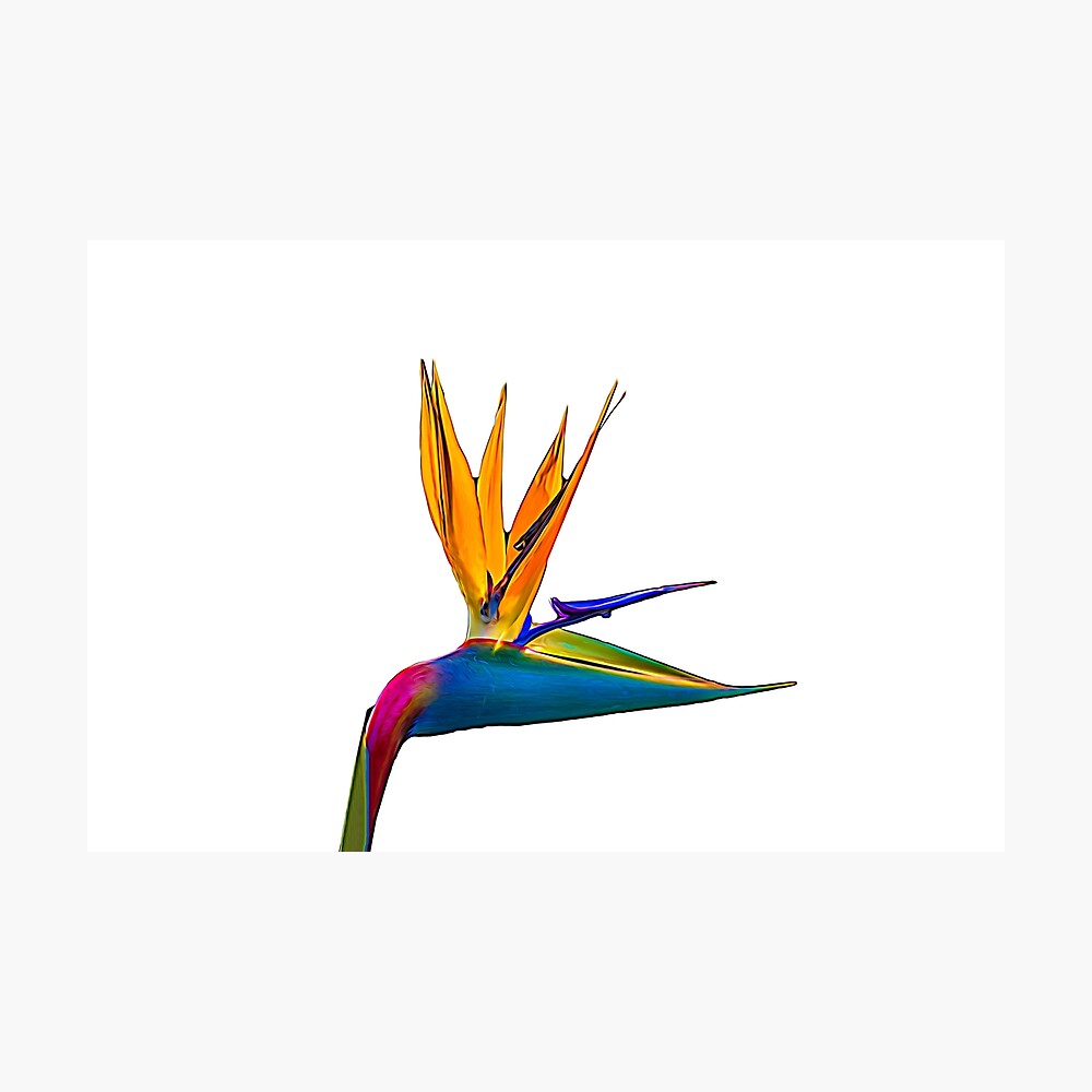 Bird of Paradise Flower (colour paint) Photographic Print