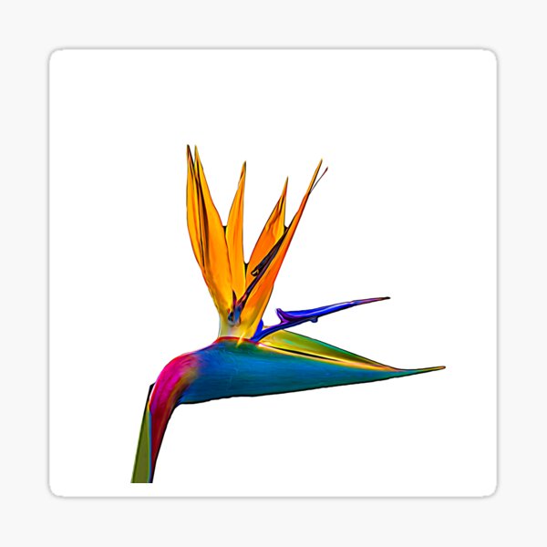 Bird of Paradise Flower (colour paint) Sticker