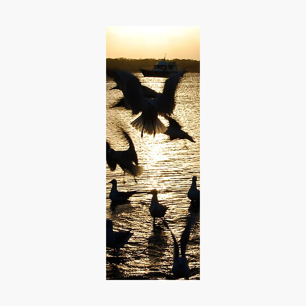 Aperçu de l'œuvre afternoon fun with sea gulls créée et vendue par jamie mccormack.