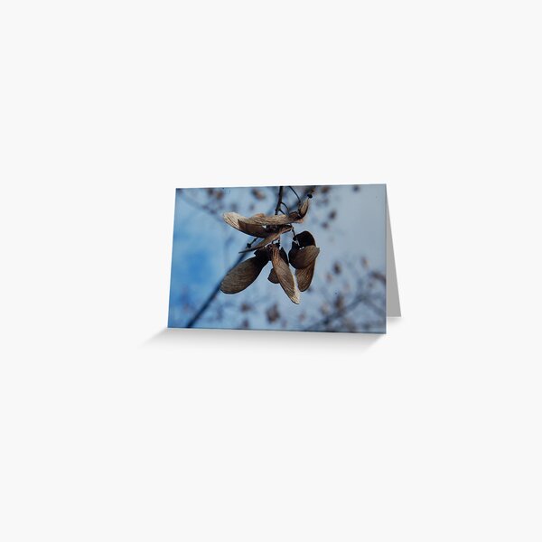 papery Greeting Card