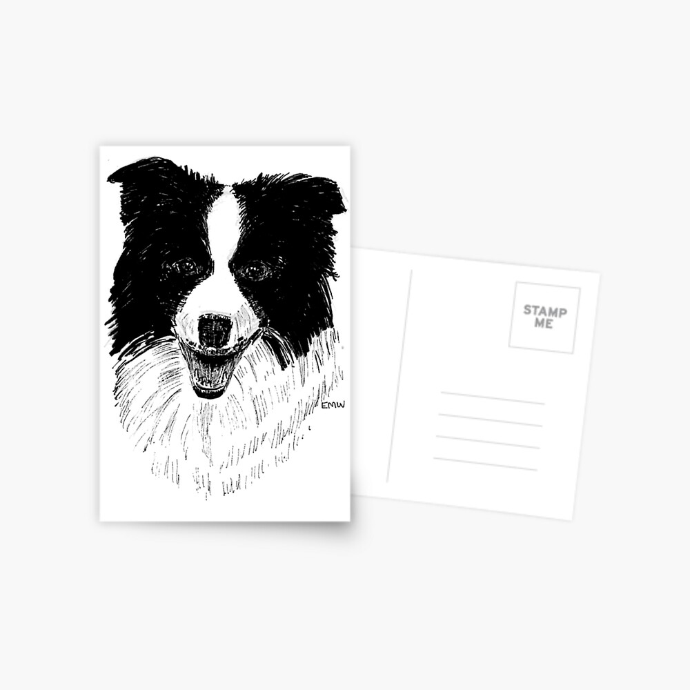 Border Collie - Postcard Postcard