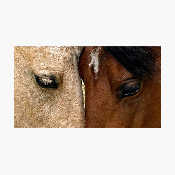Face to Face Photographic Print