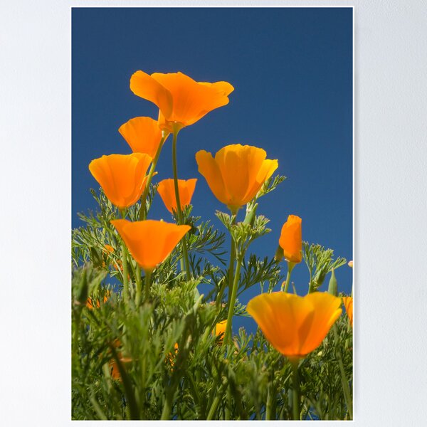 Item preview, California Poppy - Eschscholzia californica designed and sold by Shelaghbee .