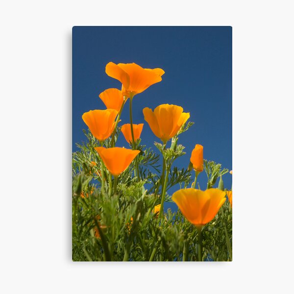 Item preview, California Poppy - Eschscholzia californica designed and sold by Shelaghbee .