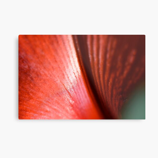 Red Chiffon Metal Print
