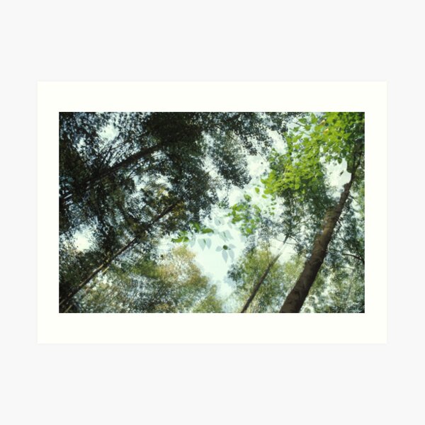forest Art Print
