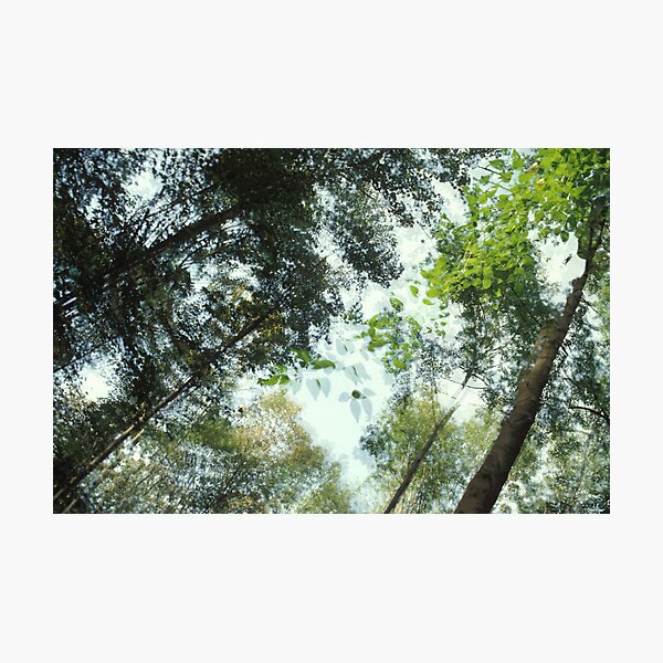 forest Photographic Print