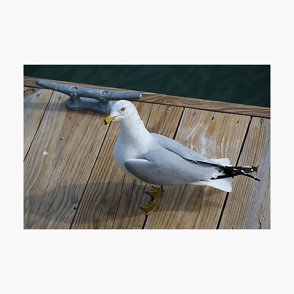 Item preview, Sea Gull Sitting on the Dock of the Bay designed and sold by Paulette1021.