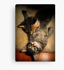 Two Beautiful Kittens Playing with Eachother Canvas Print