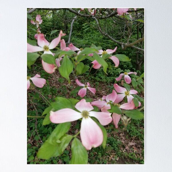 Item preview, Beautiful Pink Dogwood designed and sold by mymysterycloset.