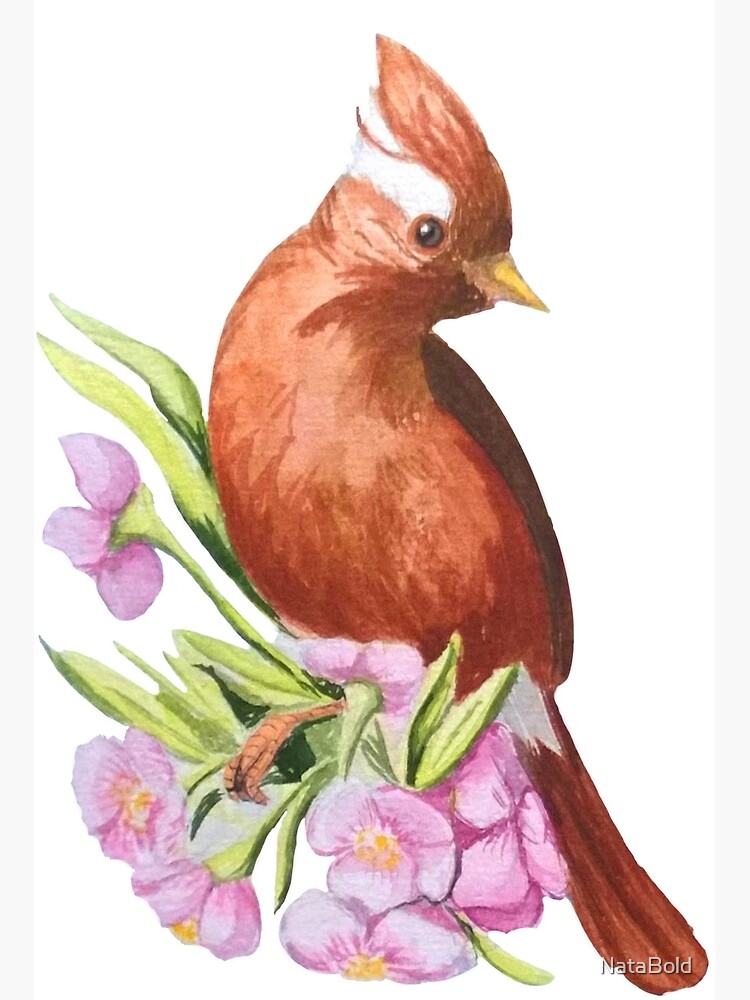 Tarjetas de felicitación «Lindo pájaro acuarela en rama de flor» de  NataBold | Redbubble