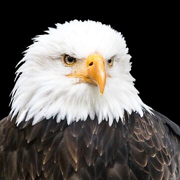 Vorschaubild zum Design Weißkopfseeadler von Katja LebenFreude