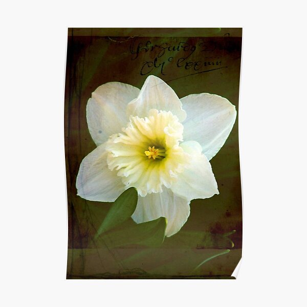 Springs Beauty © Poster
