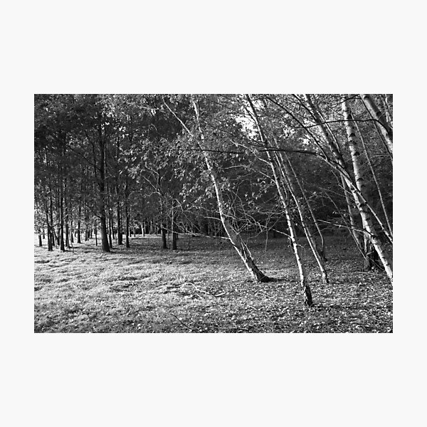 Trees Photographic Print