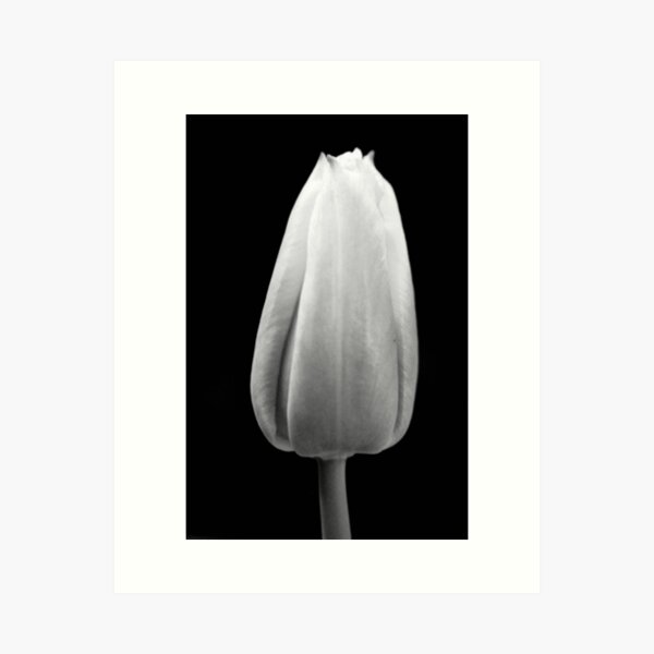 Item preview, Tulip in black and white designed and sold by mltrue.
