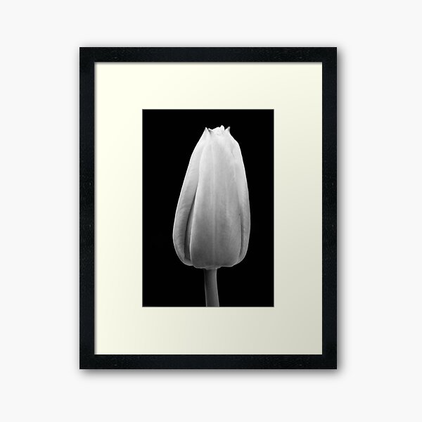 Item preview, Tulip in black and white designed and sold by mltrue.