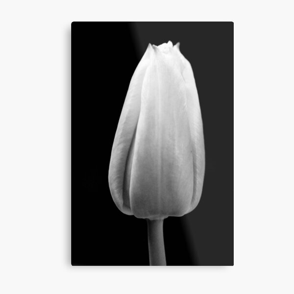 Item preview, Tulip in black and white designed and sold by mltrue.