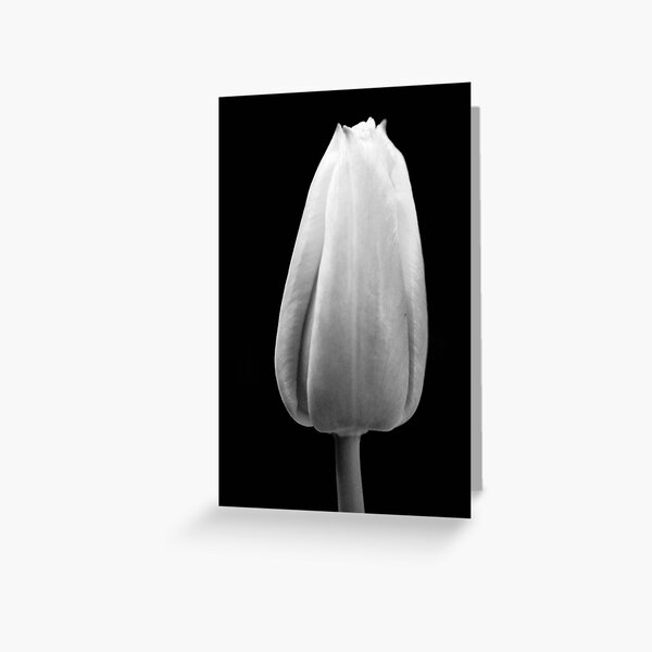 Item preview, Tulip in black and white designed and sold by mltrue.