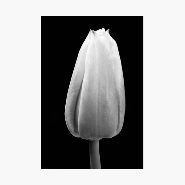 Item preview, Tulip in black and white designed and sold by mltrue.