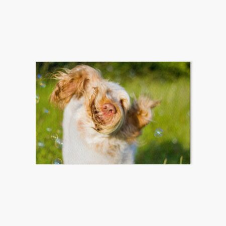 Let it loose Spinone Art Board Print