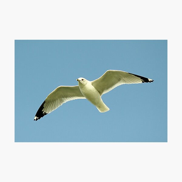 Item preview, Gull designed and sold by Paulette1021.