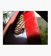 Wasp Photographic Print