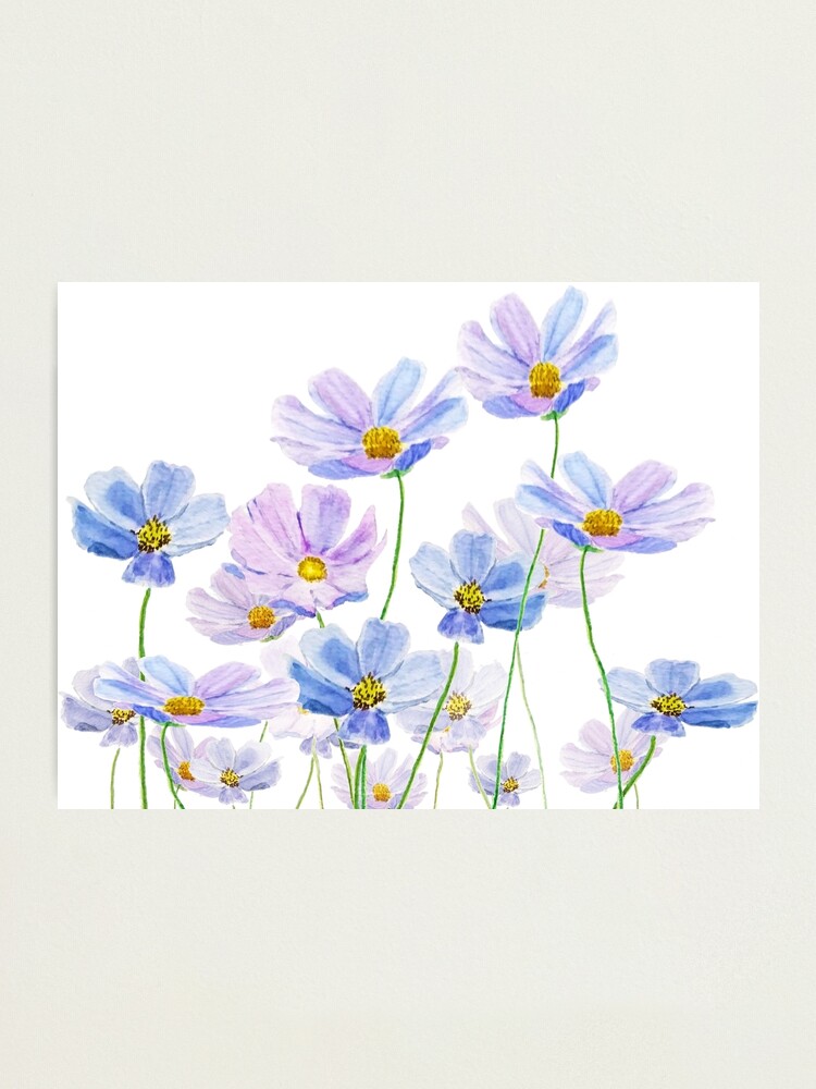 Impression photo « aquarelle fleur cosmos violet et bleu », par  ColorandColor | Redbubble