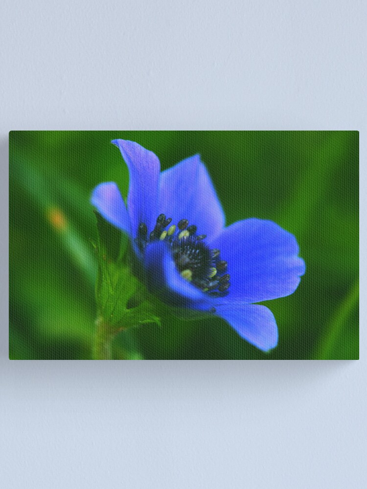 Alternate view of Anemone coronaria Canvas Print