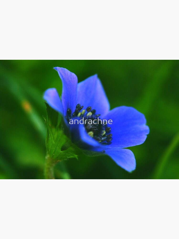 Anemone coronaria by andrachne