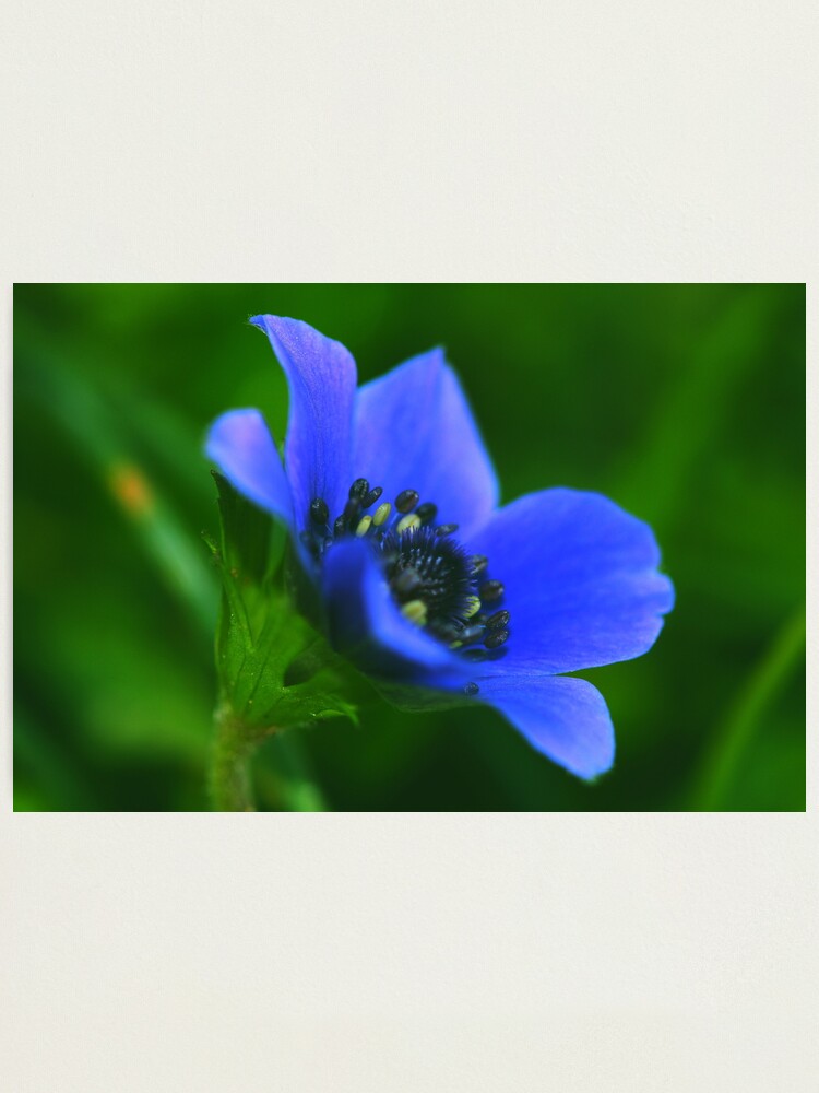 Alternate view of Anemone coronaria Photographic Print