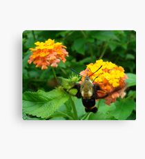 Wing Panes Canvas Print