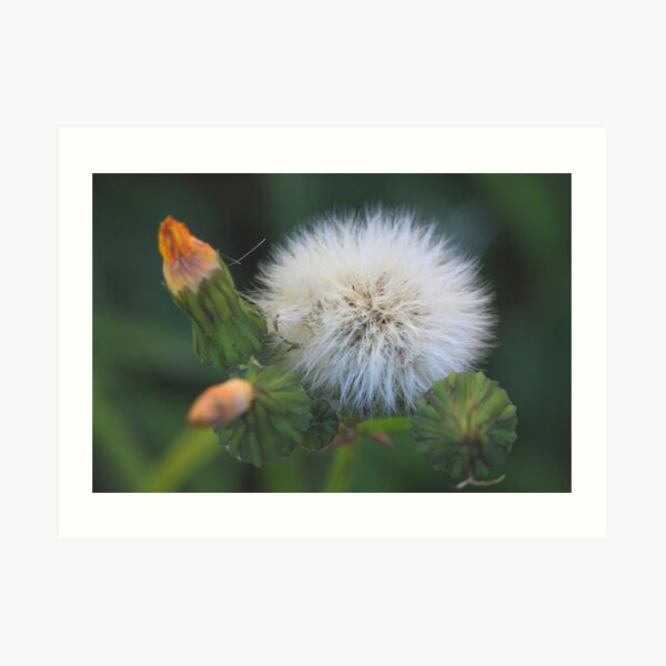 Sonchus oleraceus Art Print
