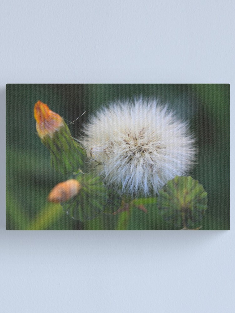 Alternate view of Sonchus oleraceus Canvas Print