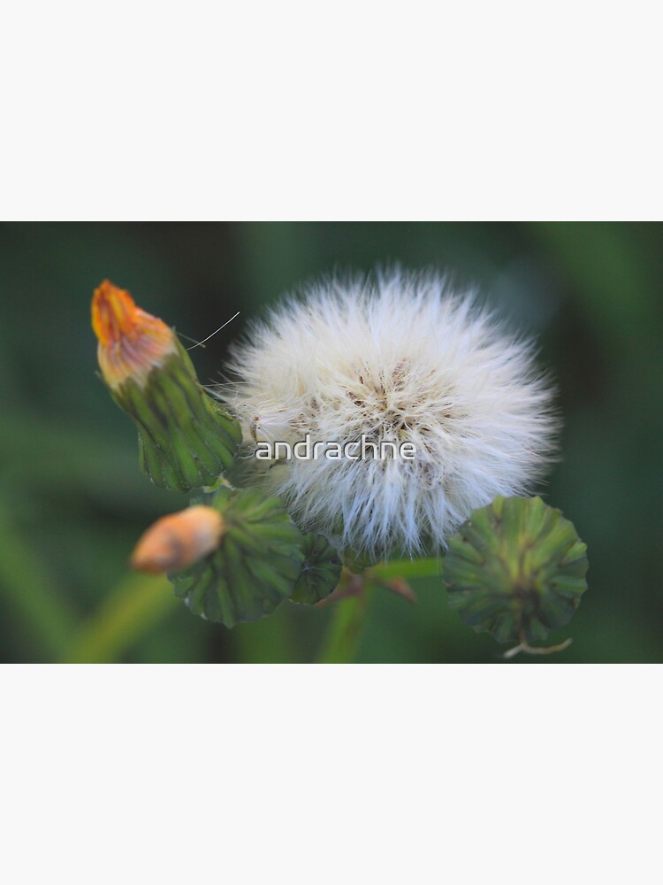 Sonchus oleraceus by andrachne