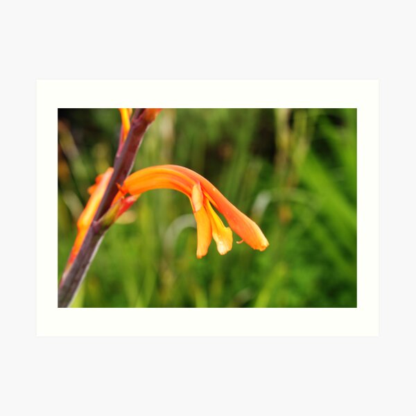 Orange flower Art Print