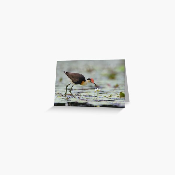 Comb-crested Jacana Greeting Card