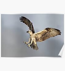 Osprey (Pandion haliaetus) Poster