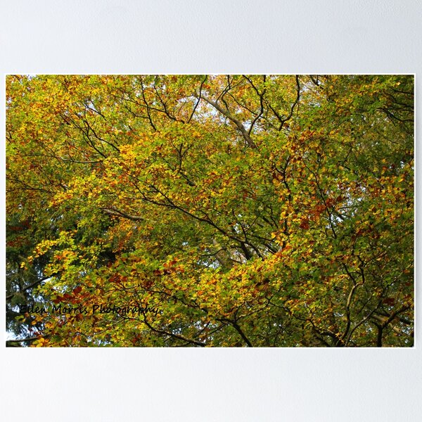 Item preview, Autumn Colours designed and sold by ellenmpics.