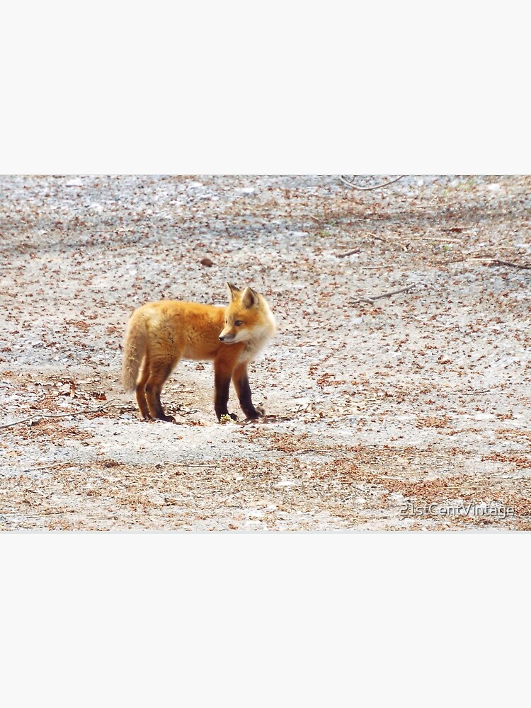 Impression Rigide Creature Des Bois Mignonne Bebe Renard Roux Chiot Faune Canada Par 21stcentvintage Redbubble