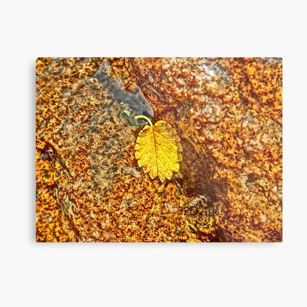 Premature Autumn Aspen Leaf Metal Print